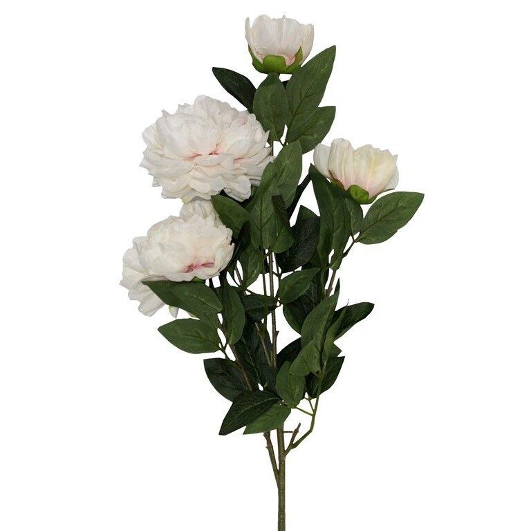 Dekorativno cvijeće, Božuri, Bijeli