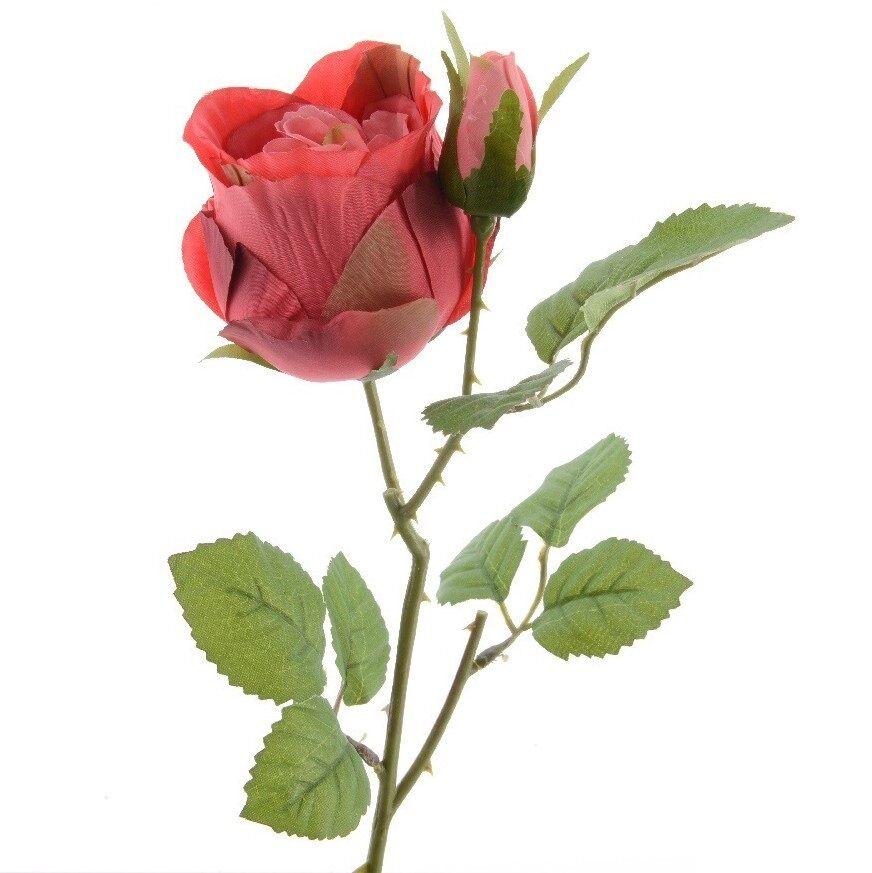 Dekorativno cvijeće, Ruža