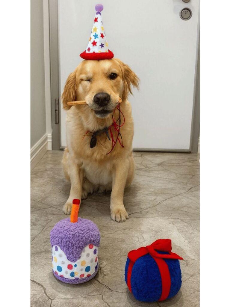 Set igračaka za pse Paws & Whiskers Havhav 1035, 2 dijela, šarene