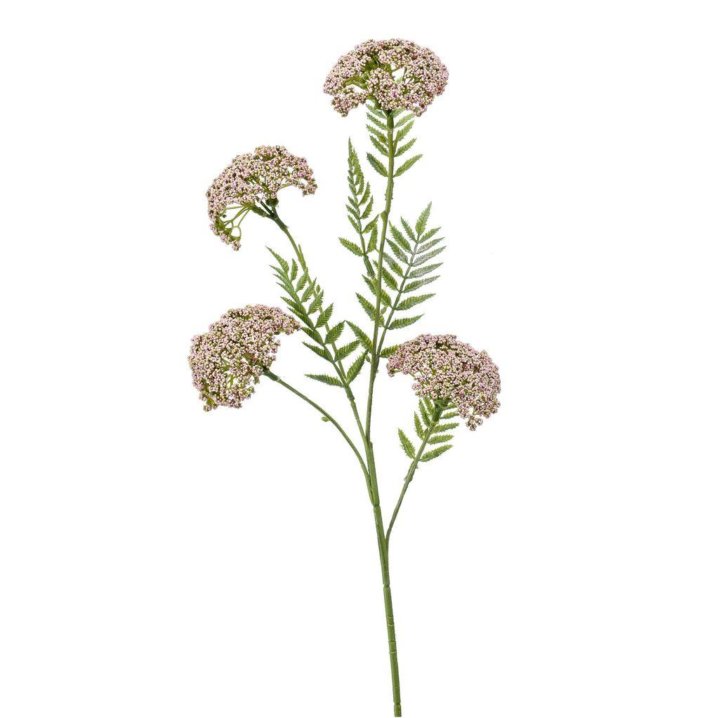 Dekorativno cvijeće, Roze