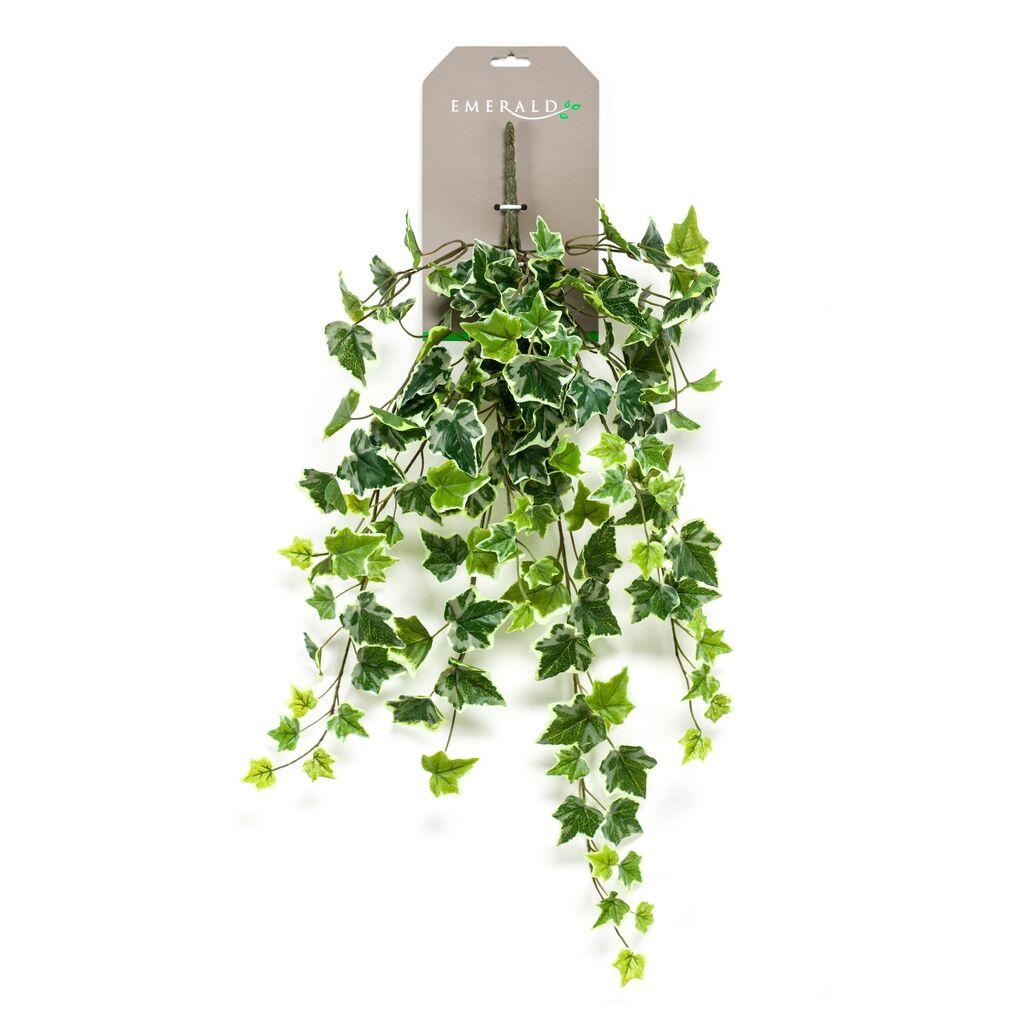 Dekorativni bršljan, Lozica