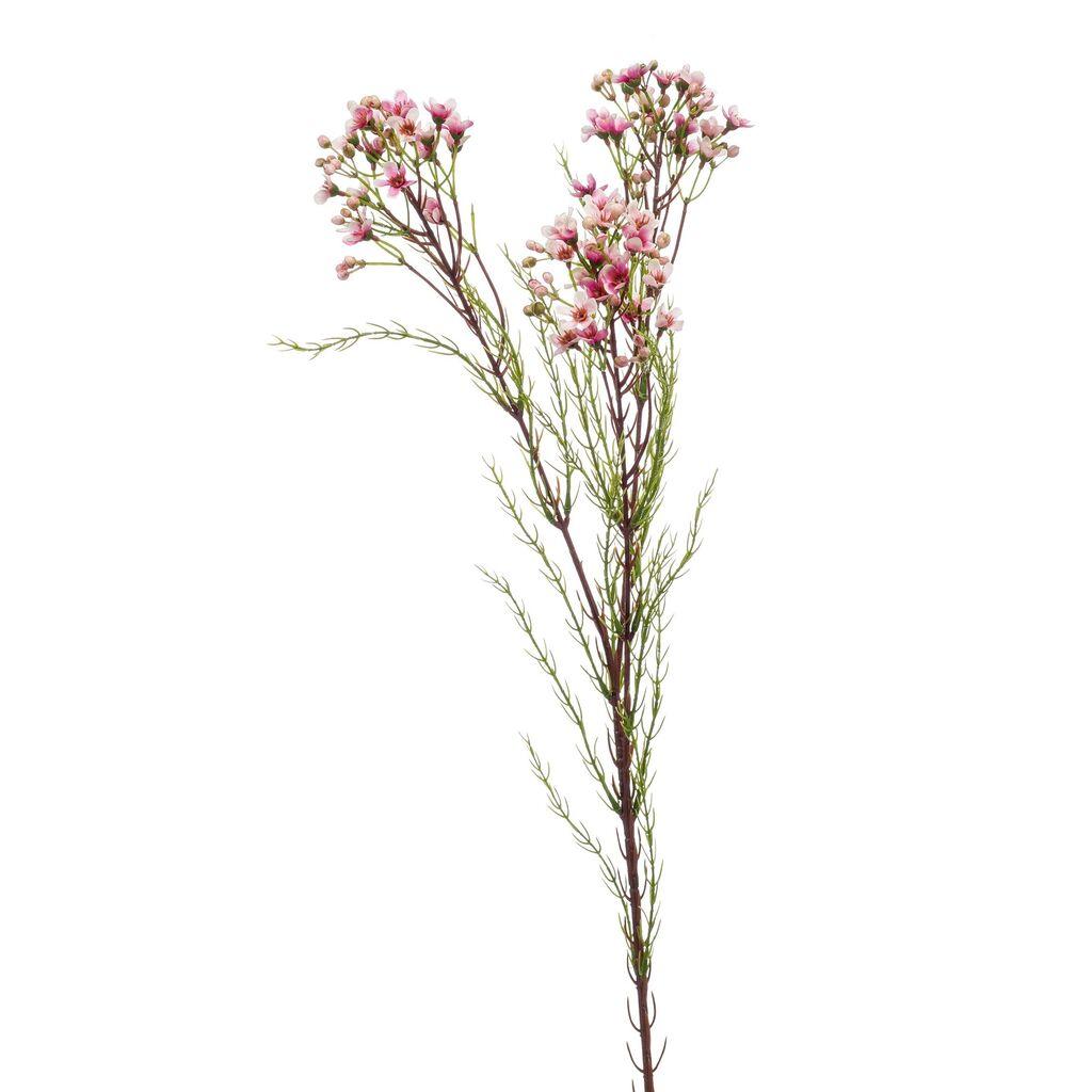 Dekorativno cvijeće, Roze