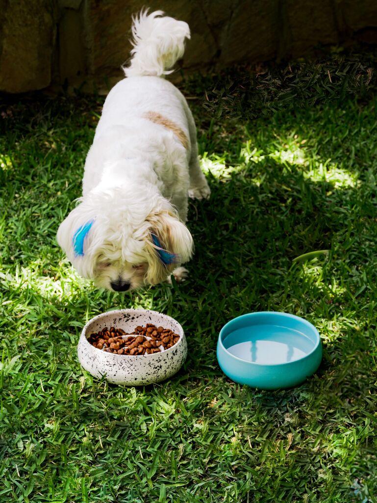 Aberto Design zdjela za pse BSPT030, 16x6 cm, bijela