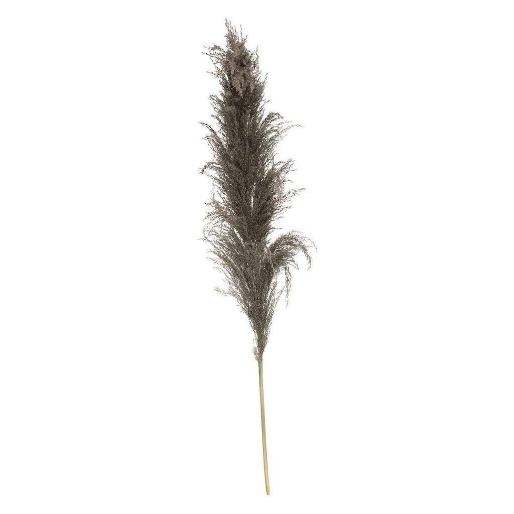 Atmosphera Ukrasna grana Pampas, 110 cm, Smeđa