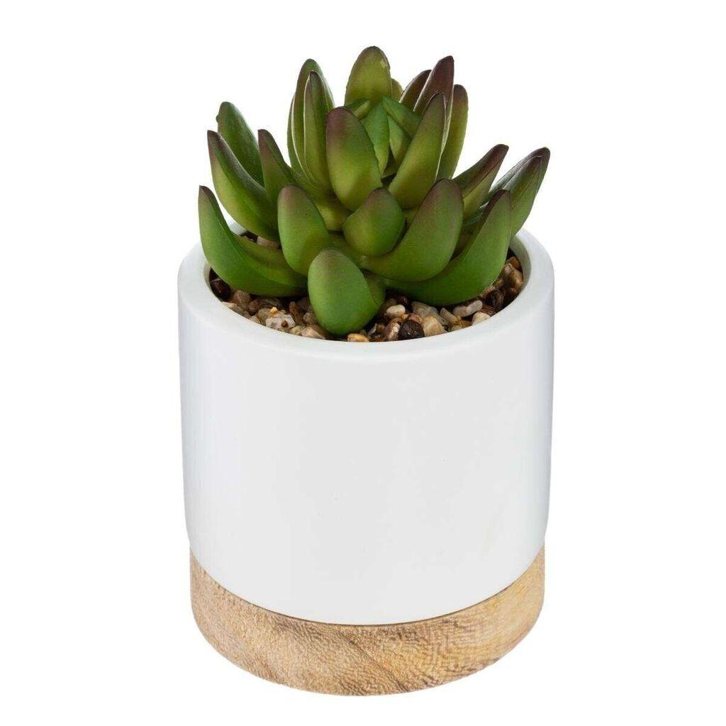 Atmosphera Umjetno cvijeće Succulent, 12  cm