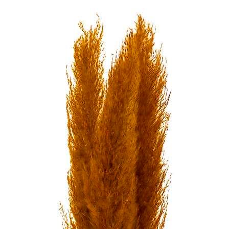 Atmosphera Ukrasna grana Pampas, 110  cm, 3 Komada, Oker