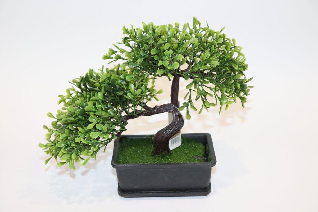 Millerykop Bonsai stablo 3AS 317002000, Crno