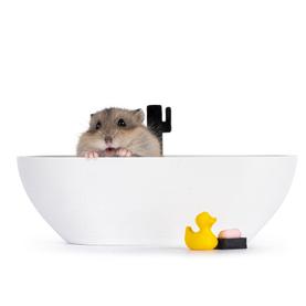 Njega i higijena glodara