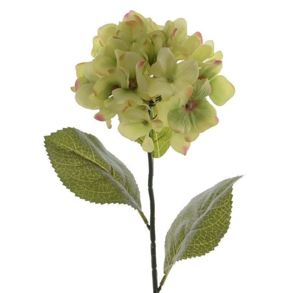 Dekorativno cvijeće, Hortenzija