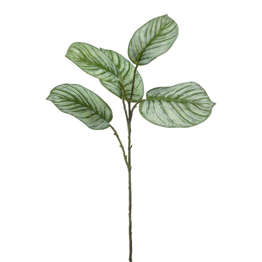 Dekorativno cvijeće Kalatea