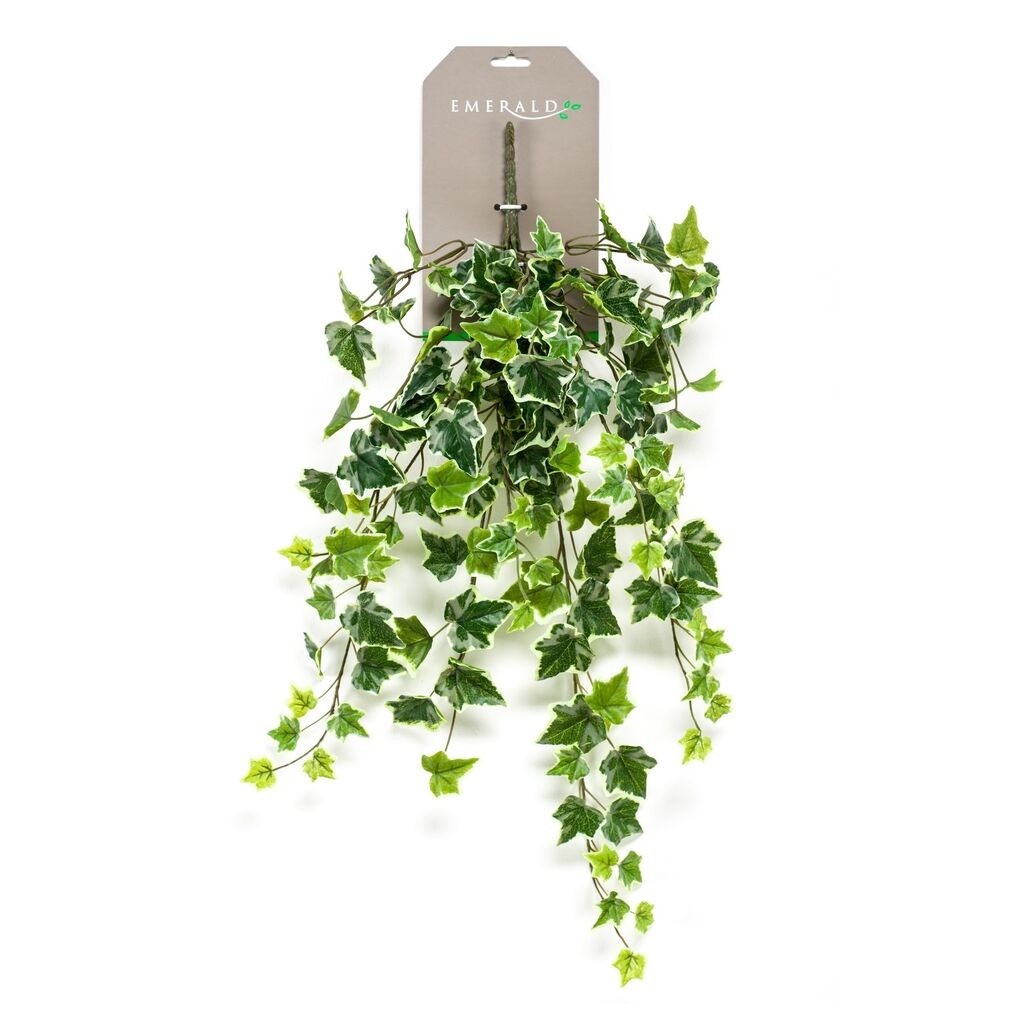 Dekorativni bršljan, Lozica