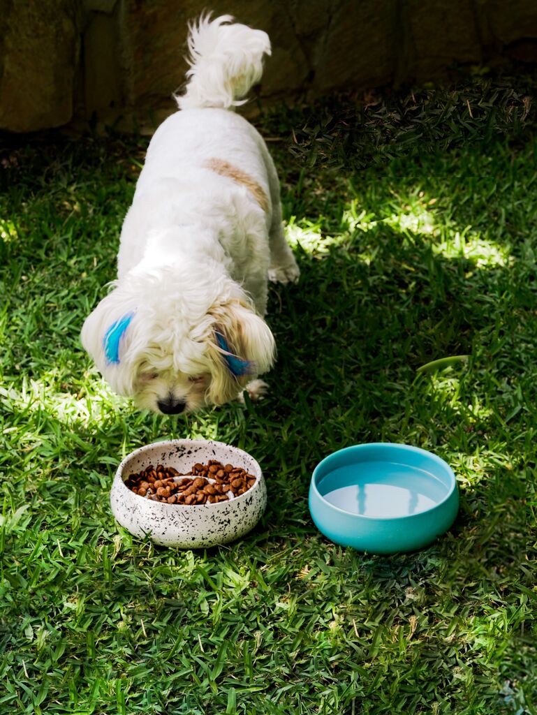 Aberto Design zdjela za pse BSPT030, 16x6 cm, bijela