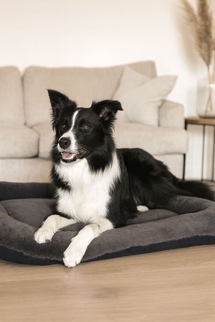 Krevet za kućne ljubimce Paws & Whiskers Sally, 55x75x8 cm, antracit