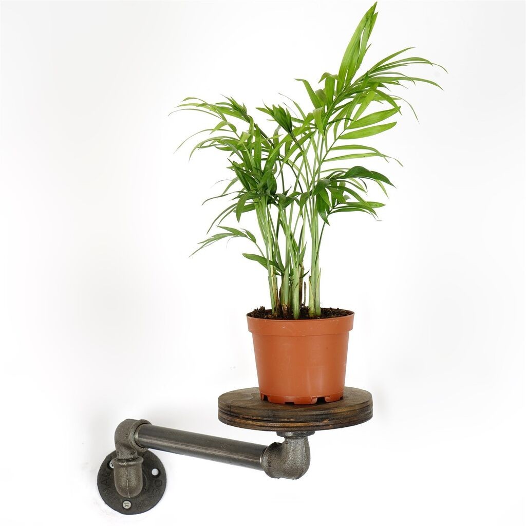 Aberto Design Držač za cvijeće BORURAF261, 35x12x10 cm