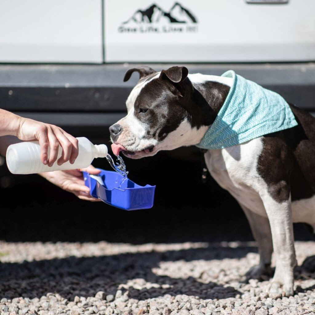 Nobby Flašica za vodu za pse, Bijelo-Plava